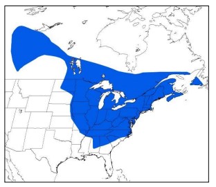 bat map